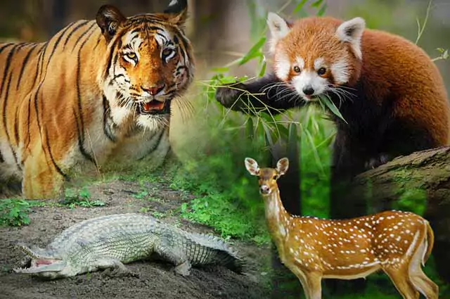 Mcqs on Wildlife Sanctuaries of India