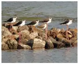 11 new ramsar sites in India 2022.
Kanjirankulam Bird Sanctuary 
