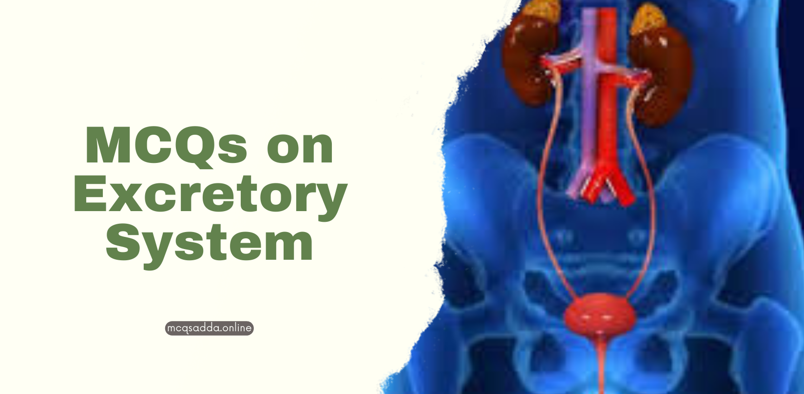 35 Important MCQs on Excretory System