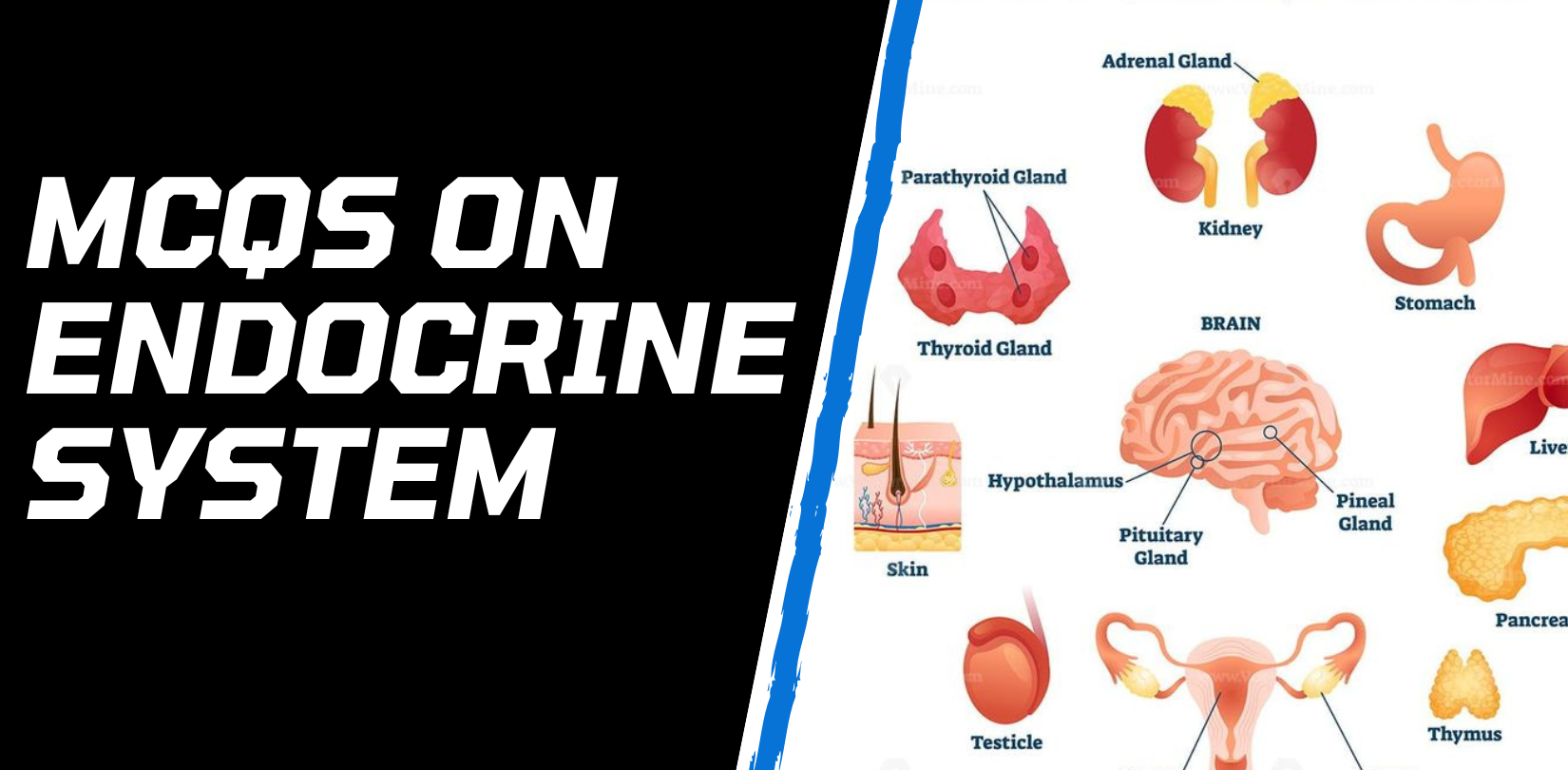Best 40 MCQs on Endocrine System