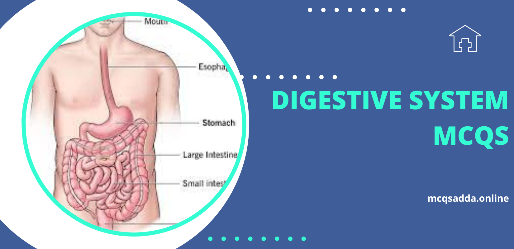 Digestive system MCQs